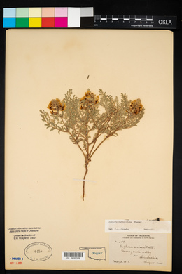 Sophora nuttalliana image