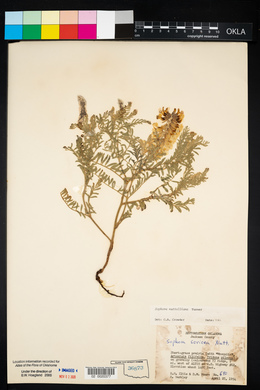 Sophora nuttalliana image