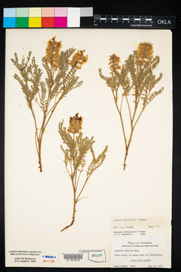 Sophora nuttalliana image