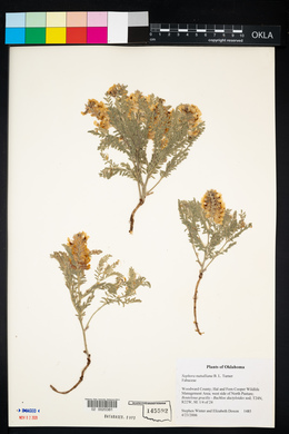 Sophora nuttalliana image