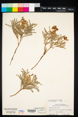 Sophora nuttalliana image