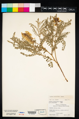 Sophora nuttalliana image