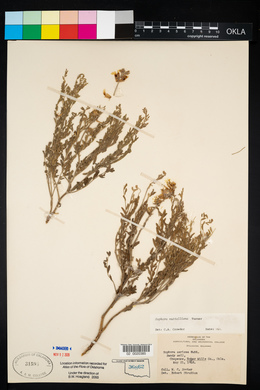 Sophora nuttalliana image