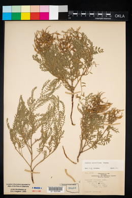 Sophora nuttalliana image