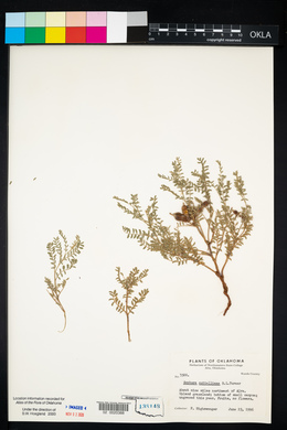 Sophora nuttalliana image