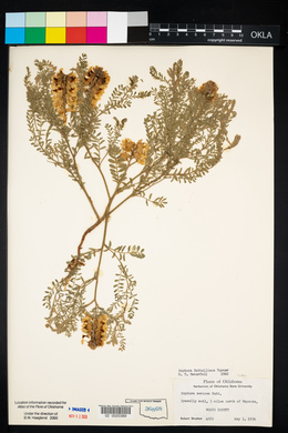 Sophora nuttalliana image