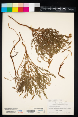 Sophora nuttalliana image