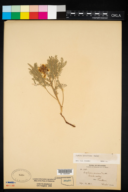 Sophora nuttalliana image