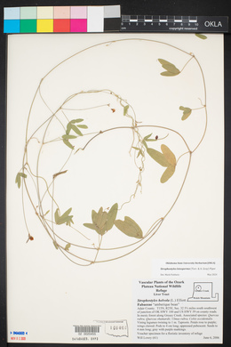 Strophostyles leiosperma image