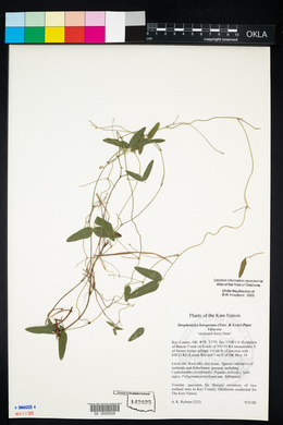 Strophostyles leiosperma image