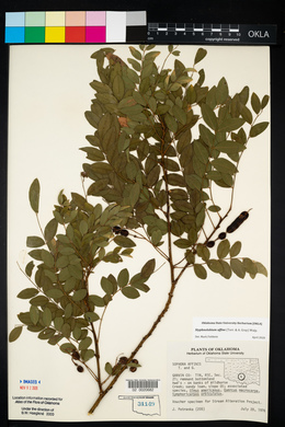 Styphnolobium affine image