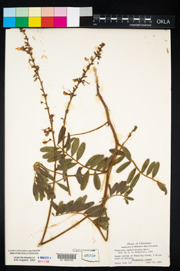 Tephrosia onobrychoides image