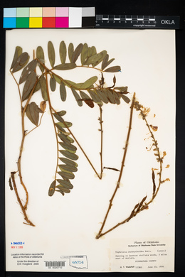 Tephrosia onobrychoides image