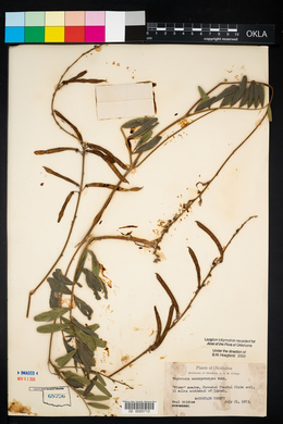 Tephrosia onobrychoides image