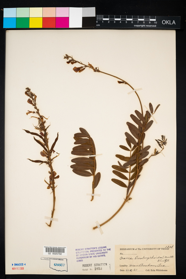 Tephrosia onobrychoides image
