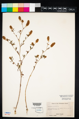 Trifolium arvense image