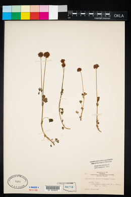 Trifolium carolinianum image