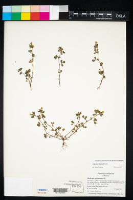 Trifolium dubium image