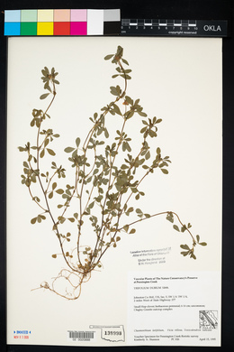 Trifolium dubium image