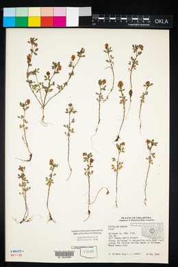 Trifolium dubium image