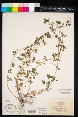 Trifolium dubium image