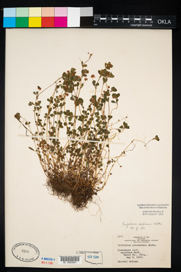 Trifolium dubium image