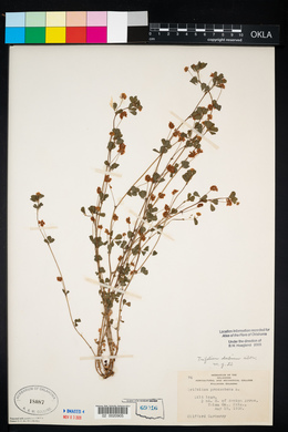 Trifolium dubium image