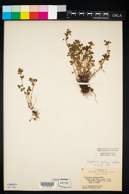 Trifolium dubium image