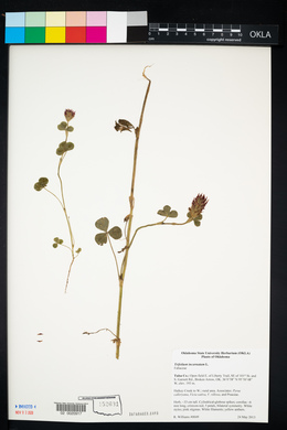 Trifolium incarnatum image