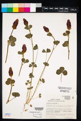 Trifolium incarnatum image