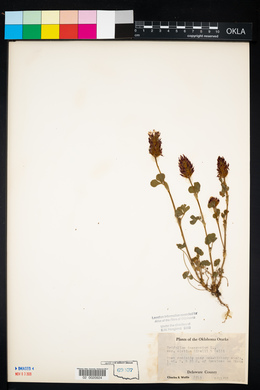 Trifolium incarnatum image