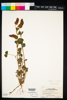 Trifolium incarnatum image