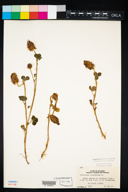 Trifolium incarnatum image