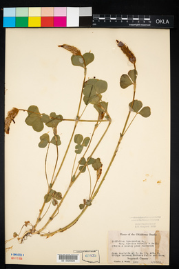 Trifolium incarnatum image