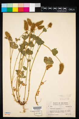 Trifolium incarnatum image