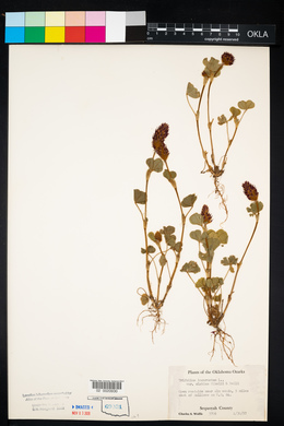 Trifolium incarnatum image