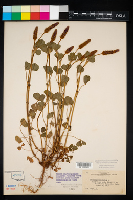 Trifolium incarnatum image