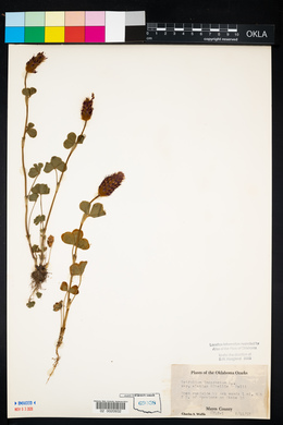 Trifolium incarnatum image