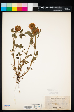 Trifolium reflexum image