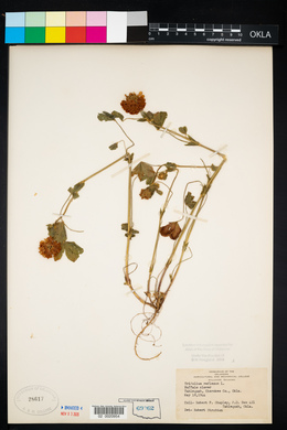 Trifolium reflexum image