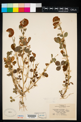 Trifolium reflexum image