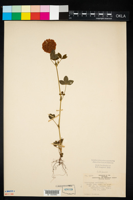 Trifolium reflexum image