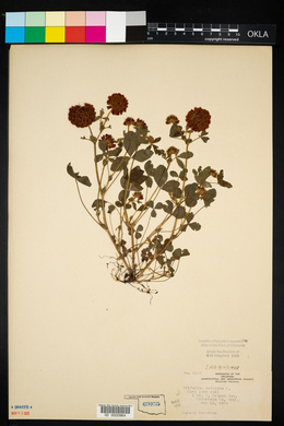 Trifolium reflexum image