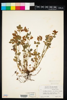 Trifolium reflexum image