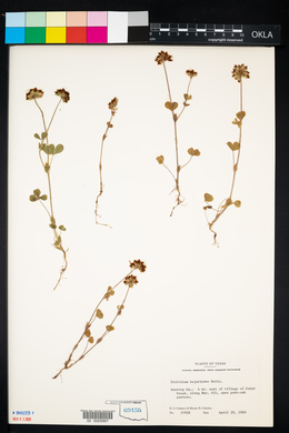 Trifolium bejariense image