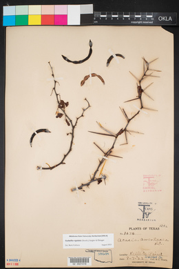 Vachellia rigidula image
