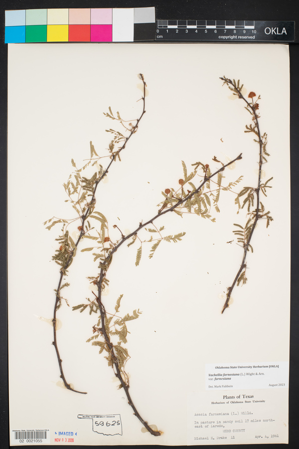 Vachellia farnesiana var. farnesiana image