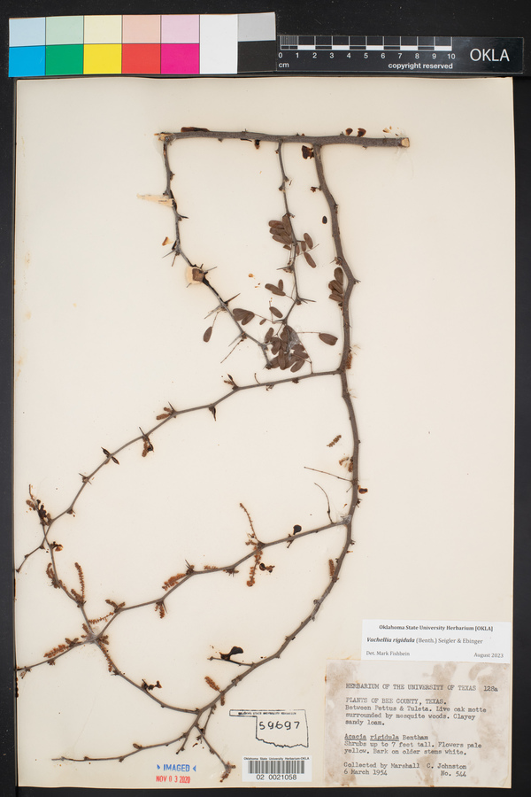 Vachellia rigidula image