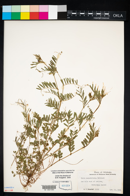 Vicia sativa subsp. nigra image