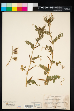 Vicia sativa subsp. nigra image